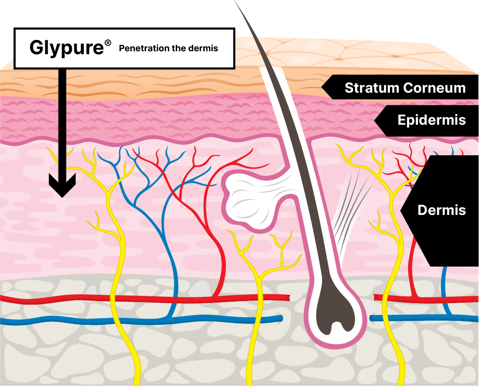 Diagram: Glypure penetrates the Dermis